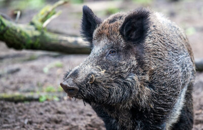 Staatsbäder in Bad Elster wollen Wildschweine mit Böllern vertreiben - 