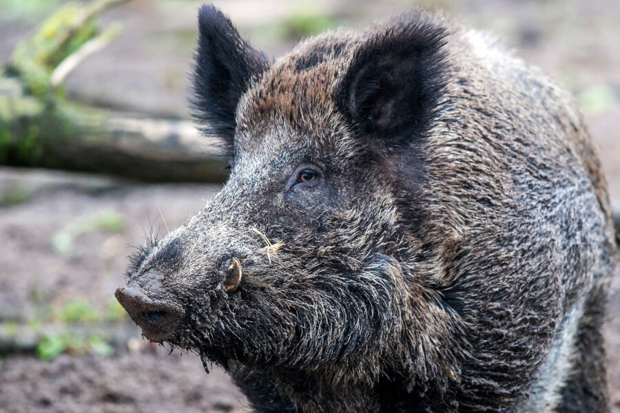 Staatsbäder in Bad Elster wollen Wildschweine mit Böllern vertreiben - 