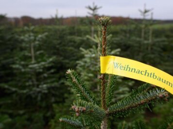 Stadt Chemnitz: Keine Weihnachtsbäume zum Selbstschlagen - 