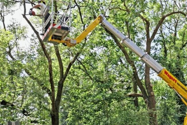 Stadt lässt Bäume in mehreren Stadtgebieten beschneiden - Kronenkürzungen für die Verkehrssicherheit sind in mehreren Stadtteilen geplant.