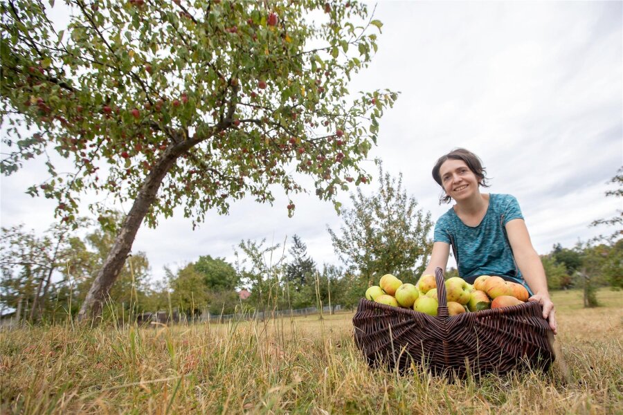 Stadt Plauen lädt zur Ernte auf ihren Streuobstwiesen ein - Die Stadt Plauen lädt dazu ein, auf ihren Wiesen Äpfel und Pflaumen zu ernten.