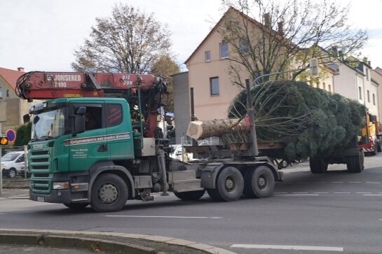 Stadt Zwickau stellt Pläne für Weihnachtsmarkt vor - Der diesjährige Weihnachtsbaum stammt aus Cainsdorf und wurde am Dienstag in die Zwickauer Innenstadt gebracht.