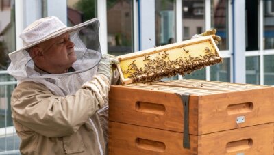 Stadtbienen mit Genossenschaftsauftrag - Imker Ralf Rehm inspiziert den gemieteten Bienenstock: Von den Rähmchen, die er mitnimmt, wird dann die oberste Wachsschicht abgezogen. Dann werden die Waben geschleudert. 
