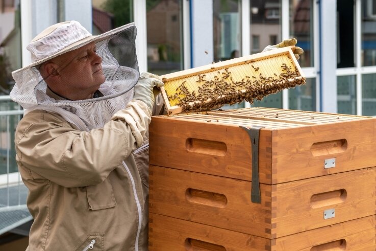 Stadtbienen mit Genossenschaftsauftrag - Imker Ralf Rehm inspiziert den gemieteten Bienenstock: Von den Rähmchen, die er mitnimmt, wird dann die oberste Wachsschicht abgezogen. Dann werden die Waben geschleudert. 
