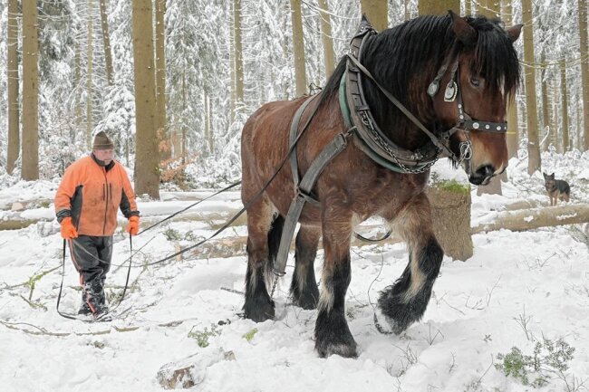 Stämme aus dem Erzgebirge für Blockhäuser: Starke Männer und Pferde im Wald - Carsten Witscher ist einer der wenigen, die die Arbeit mit den schweren Pferden im Wald noch beherrschen. Sepp, sein starker Helfer, ist 15 Jahre alt. 
