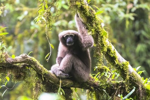 "Star Wars"-Affe schwingt sich durch chinesische Wälder
