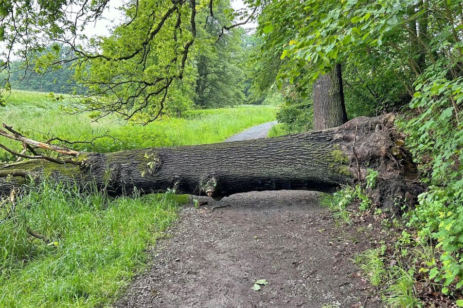 Starkregen fällt mächtige Eiche am Dobenaufelsen - So sah es am Montagmorgen auf dem Weg zwischen Hainstraße und Stadtpark aus. Inzwischen ist der umgekippte Baum beseitigt.