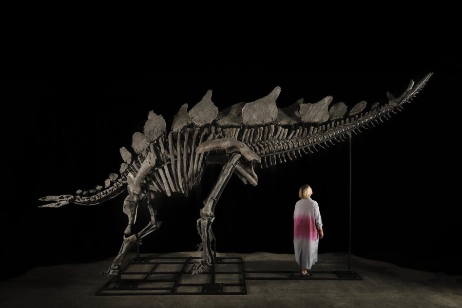 Stegosaurus-Skelett könnte sechs Millionen Dollar bringen - Ein etwa sechs Meter langes und 3,50 Meter hohes Stegosaurus-Skelett mit dem Spitznamen "Apex".