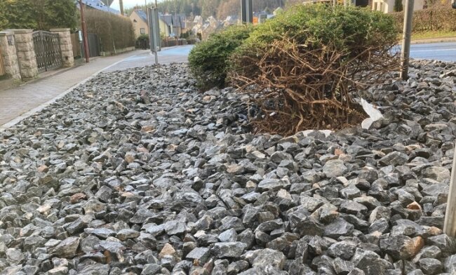 Steinbeet statt Blütenpracht sorgt für Empörung - Steine statt Blütenpracht: An der Kreuzung Straße der Einheit in Bernsbach sind Sträucher durch Kies ersetzt worden. 