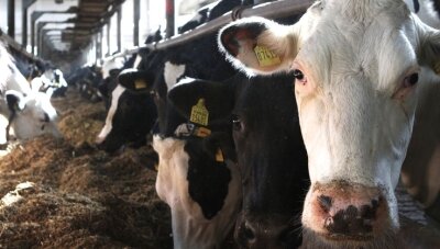 Das rätselhafte Rindersterben in Thoßfell geht weiter.