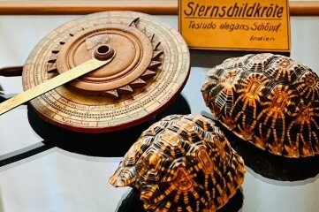 Sternenrätsel locken Kinder - Wie funktioniert die Sternenuhr? Und: Warum gibt's Schildkrötenpanzer mit Sternenmuster ?