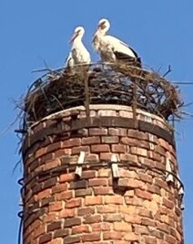 Störche beziehen frisch gemachtes Nest - Ein Storchenpaar hat sein Eigenheim bezogen. 