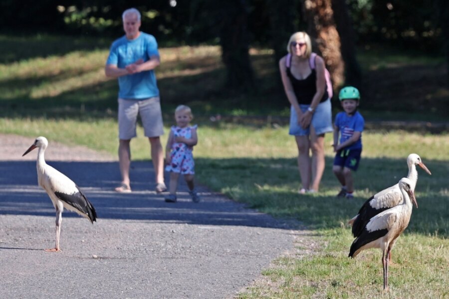Diese drei jungen Störche sind auf der Esse am Glauchauer Gründelpark geschlüpft und spazieren aktuell zur Freude von Parkbesuchern umher, ehe sie sich auf den Weg in den Süden machen.