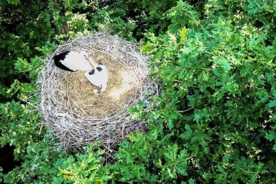 Störche in Hirschfeld versorgen einen Jungvogel - Im Storchennest im Tierpark Hirschfeld wird ein Jungvogel aufgezogen.