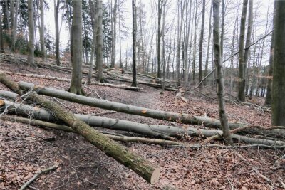 Stollberger kritisiert Zustand nach Fällarbeiten an der Querenbachtalsperre - An der Querenbachtalsperre in Stollberg liegen gefällte Bäume kreuz und quer - auch auf den Wegen. 