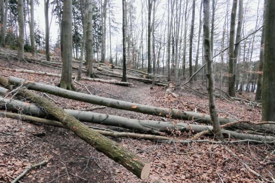 Stollberger kritisiert Zustand nach Fällarbeiten an der Querenbachtalsperre - An der Querenbachtalsperre in Stollberg liegen gefällte Bäume kreuz und quer - auch auf den Wegen. 