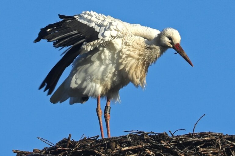 Storch hat Abflug in den Süden verpasst - Dieser Schnappschuss von der Storchen-Dame gelang vor drei Tagen. Der Vogel wurde 2018 in Tschechien beringt. 2020 wurde er mehrmals in Mittelsachsen gesichtet, seit April ist er in Waldenburg. 
