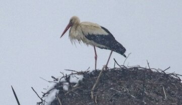 Storch in Rußdorf  auf Abwegen - Hier hoch im Nest auf der Esse: der Rußdorfer Jungstorch.