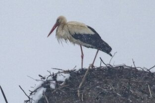 Storch in Rußdorf  auf Abwegen - Hier hoch im Nest auf der Esse: der Rußdorfer Jungstorch.