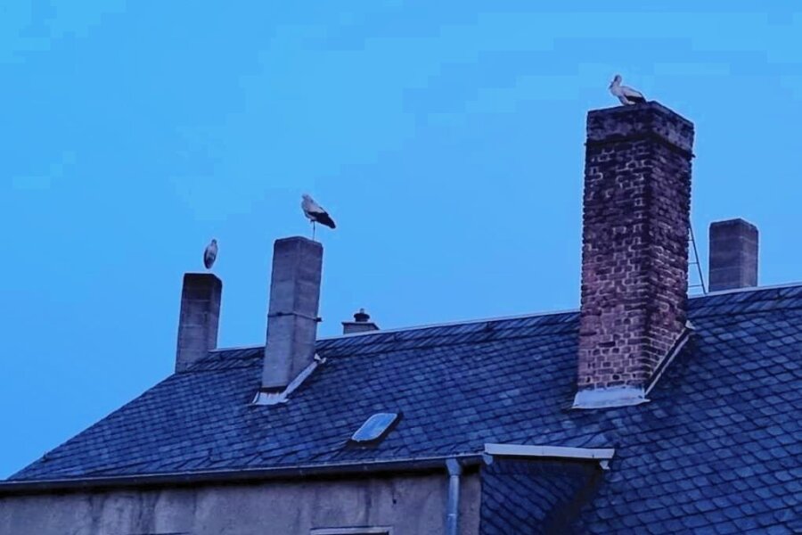 Storchen-Versammlung auf Reichenbacher Hausdach lässt Anwohner rätseln - Dieses Trio auf einem Hausdach an der Fritz-Ebert-Straße in Reichenbach sorgte jetzt für Aufsehen. Solche Versammlungen sind eher aus dem Herbst bekannt, wenn sich Jungstörche zum Abflug in den Süden versammeln.