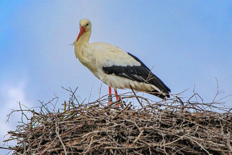 Storchennachwuchs: Gibt es auch in diesem Jahr Bruterfolg in Penna? - Der Storch im Nest bei Penna. Das beringte Männchen hat das Nest im dritten Jahr in Folge aufgesucht. 