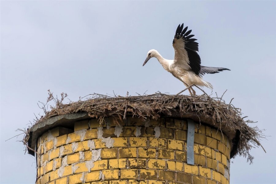 Storchennachwuchs in Olbernhau bereitet sich auf Abflug vor - Der Jungvogel tänzelt durch das Nest auf dem 17 Meter hohen Schornstein in Olbernhau.