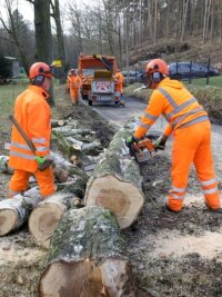 Straße wegen Baumfällung gesperrt - Noch bis voraussichtlich Freitag stehen zwischen Callenberg und Ebersbach Baumpflegearbeiten an.
