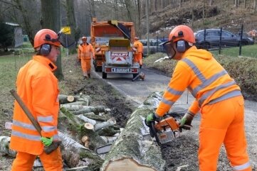 Straße wegen Baumfällung gesperrt - Noch bis voraussichtlich Freitag stehen zwischen Callenberg und Ebersbach Baumpflegearbeiten an.