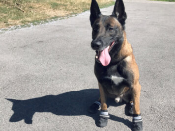 Straßen zu heiß: Polizeihunde in Zürich bekommen Schuhe an die Pfoten - Ein Polizeihund trägt "Schuhe" zum Hitze-Schutz. Die Spezialisten des Diensthunde-Kompetenz-Zentrums haben während ihrer aktuellen Patrouillen die Hundehalter im Blick und weisen sie auf die hohen Asphalttemperaturen hin.