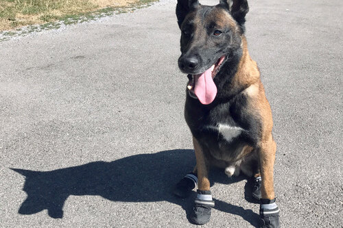Straßen zu heiß: Polizeihunde in Zürich bekommen Schuhe an die Pfoten - Ein Polizeihund trägt "Schuhe" zum Hitze-Schutz. Die Spezialisten des Diensthunde-Kompetenz-Zentrums haben während ihrer aktuellen Patrouillen die Hundehalter im Blick und weisen sie auf die hohen Asphalttemperaturen hin.