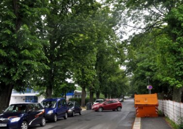 Straßenbau gefährdet Bäume in Falkenstein - Linden entlang der Heinrich-Heine-Straße in Falkenstein. Bürger befürchten jetzt, dass sie im Zug von Instandsetzung der Straße und Neubau des Fußweges alle weichen müssen.