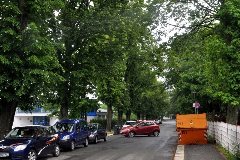 Straßenbau gefährdet Bäume in Falkenstein - Linden entlang der Heinrich-Heine-Straße in Falkenstein. Bürger befürchten jetzt, dass sie im Zug von Instandsetzung der Straße und Neubau des Fußweges alle weichen müssen.
