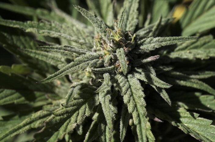 Streife stößt auf mutmaßlichen Cannabisbauer - 
