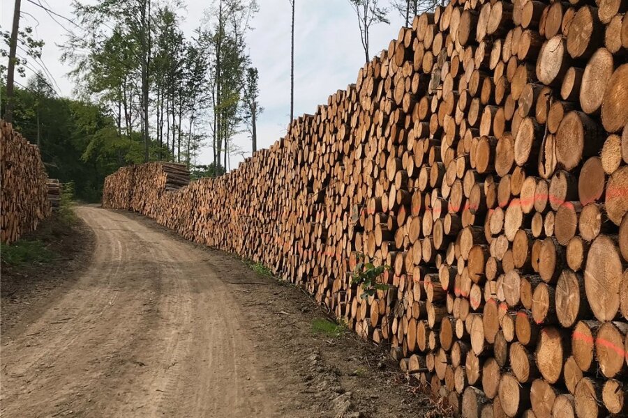 Streit ums Holz: Warum weniger Fichten gefällt werden dürfen - Schnittholz wie hier in einem Wald bei Zwönitz im Erzgebirge ist inzwischen zum knappen Gut geworden. Eine Verordnung zum Holzeinschlag aus dem Bundesagrarministerium sorgt jetzt für Ärger. 
