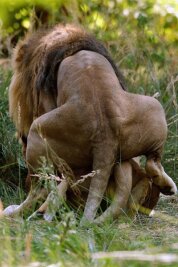 Studie: Homosexualität in der Tierwelt: Was Kammseesterne und Eintagsfliegen unterscheidet - Löwen sorgen zwar auf natürliche Weise für Nachwuchs, indem das Männchen wie im Bild die Löwin begattet. Löwenmännchen allerdings lösen Konflikte und Führungsfragen untereinander durchaus auch mal mit gleichgeschlechtlichem Sex.