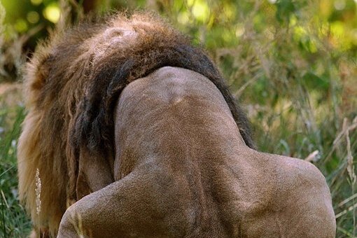 Löwen sorgen zwar auf natürliche Weise für Nachwuchs, indem das Männchen wie im Bild die Löwin begattet. Löwenmännchen allerdings lösen Konflikte und Führungsfragen untereinander durchaus auch mal mit gleichgeschlechtlichem Sex.