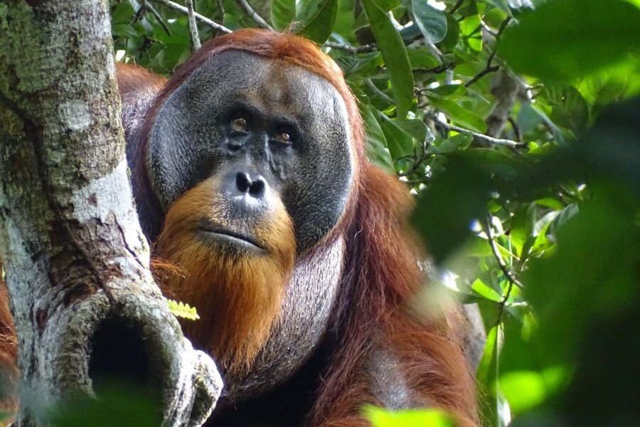 Studie: Orang-Utan heilt Wunde aktiv mit einer Pflanze - Der männliche Sumatra-Orang-Utan namens Rakus im Urwald von Suaq Balimbing hat sich selbst geheilt. Zwei Monate nach der Selbstbehandlung war die Wunde kaum noch sichtbar.