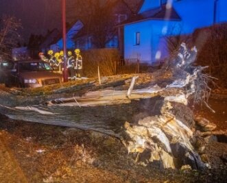 Sturm bringt mehrere Bäume zu Fall - Auf den Niederwürschnitzer Querweg war in der Nacht zum Donnerstag ein Baum gestürzt. 
