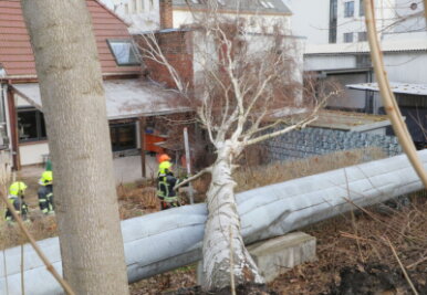 Sturm in Chemnitz: Baum fällt in Hof eines Einfamilienhauses - 