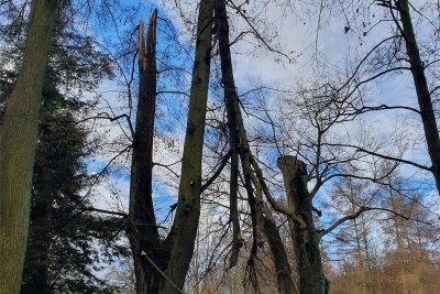Sturm setzt Bäumen im Fürstlich Greizer Park zu: Linde abgebrochen - Die abgebrochene Linde im Fürstlich Greizer Park.