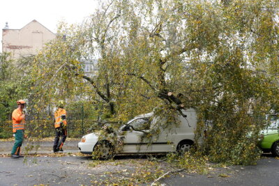 Sturm über Chemnitz: Mehr als 100 Feuerwehreinsätze - Auf dem Sonnenberg stürzte eine Birke auf zwei Autos.