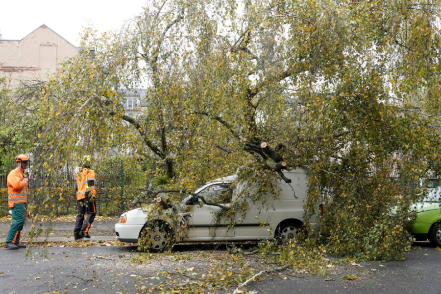 Sturm über Chemnitz: Mehr als 100 Feuerwehreinsätze - Auf dem Sonnenberg stürzte eine Birke auf zwei Autos.