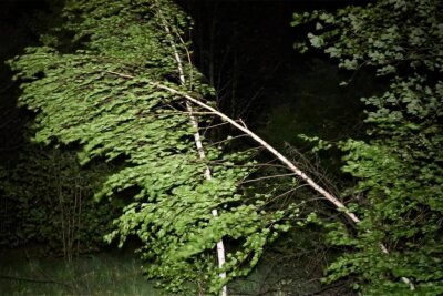 Sturmböen ziehen in der Nacht zu Dienstag übers Vogtland - Bäume biegen sich aufgrund von Sturmböen.