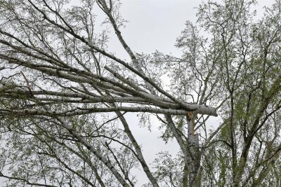 Sturmschaden: Birkenkrone in Rüsdorf abgebrochen - Die Krone der beschädigten Birke hatte sich im Geäst verfangen und drohte abzustürzen.