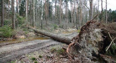 Sturmschäden in den Wäldern etwa so hoch wie 2019 - Quer über Wegen liegende Bäume sind keine Seltenheit.