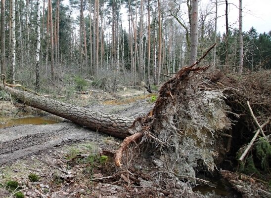 Sturmschäden in den Wäldern etwa so hoch wie 2019 - Quer über Wegen liegende Bäume sind keine Seltenheit.