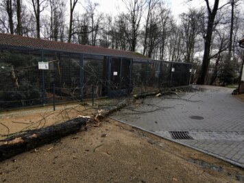 Sturmschäden: Tierpark Hirschfeld bleibt am Dienstag geschlossen - Der Sturm hat nun auch seine Spuren im Tierpark Hirschfeld hinterlassen.