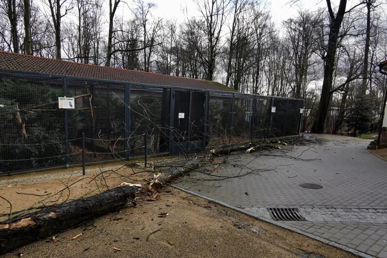 Sturmschäden: Tierpark Hirschfeld bleibt am Dienstag geschlossen - Der Sturm hat nun auch seine Spuren im Tierpark Hirschfeld hinterlassen.