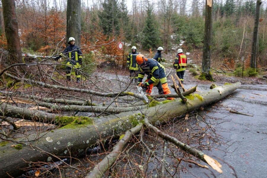 Sturmtief bringt viele Bäume zu Fall - Während des Sturmtief "Ylenia" hielten vor allem umgestürzte Bäume die Wehren vor Ort im Einsatz.
