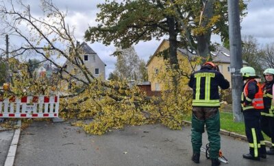 Sturmtief hinterlässt viele Schäden - In Rotschau verursachte ein umgekippter Baum einen stundenlangen Stromausfall.